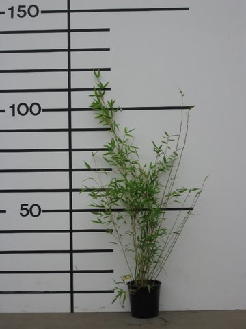Denudata   C5 ltr. 80-90 cm