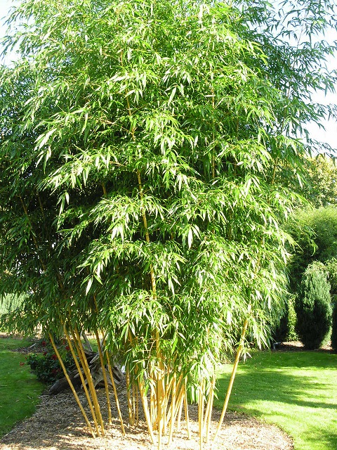 vivax aureocaulis struik